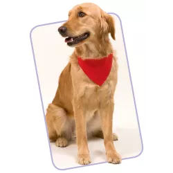 Collar Bandana ROCO