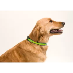 Collar MUTTLEY