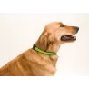 Collar MUTTLEY